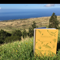 Decomposition Notebook Sea Turtles