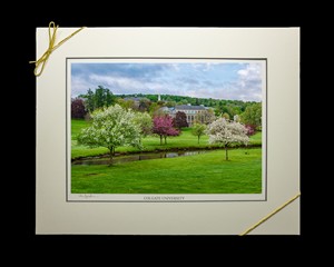 Matte Print "Colgate in Blossom" by Lee Ingraham 11" x 14"